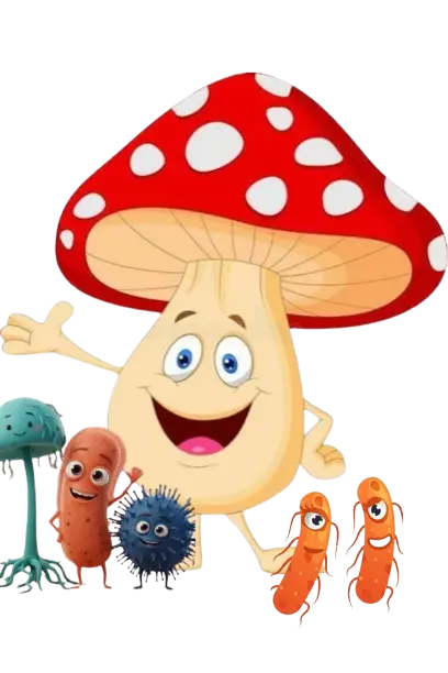 Fungi and Bacteria Study